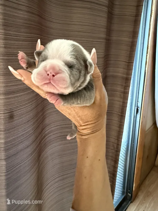 Lolli pup 4 – Olde English Bulldogge puppy for sale in Bryan, TX