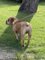 Red ticked, a male Olde English Bulldogge for sale in Bryan, TX – 2 of 10