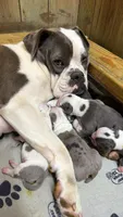 Lolli pup 6, a female Olde English Bulldogge for sale in Bryan, TX – 4 of 8