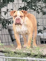 Red ticked, a male Olde English Bulldogge for sale in Bryan, TX – 1 of 10