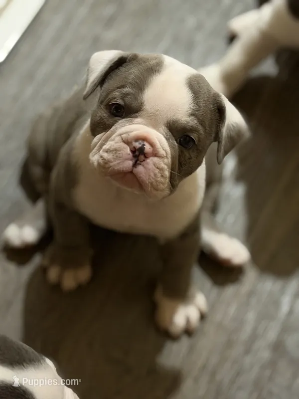 Lolli pup 4 – Olde English Bulldogge puppy for sale in Bryan, TX