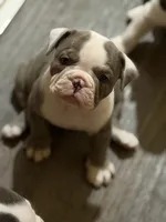 Lolli pup 4, a female Olde English Bulldogge for sale in Bryan, TX – 1 of 7