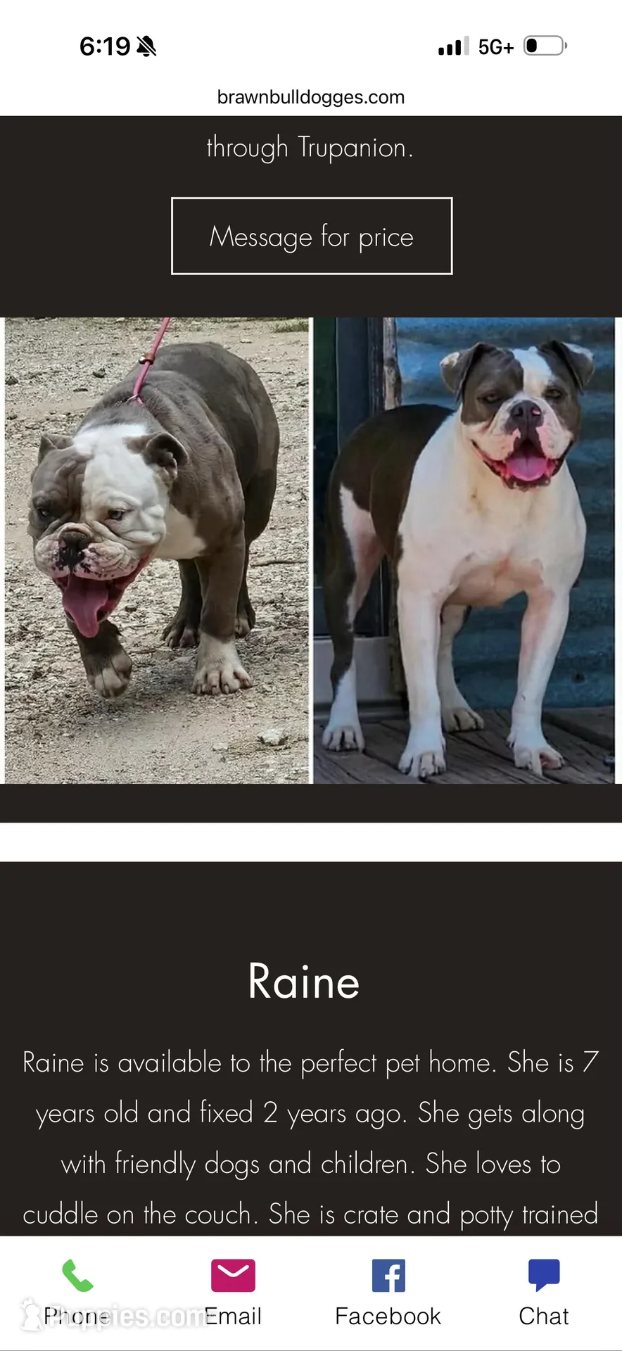 Lolli pup 2, a male Olde English Bulldogge for sale in Bryan, TX – 3 of 8