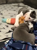 Lolli pup 3, a male Olde English Bulldogge for sale in Bryan, TX – 10 of 10