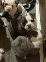 Lolli pup 2, a male Olde English Bulldogge for sale in Bryan, TX – 2 of 10