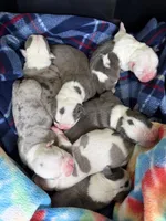 Lolli pup 6, a female Olde English Bulldogge for sale in Bryan, TX – 8 of 8