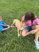 Red ticked, a male Olde English Bulldogge for sale in Bryan, TX – 7 of 10