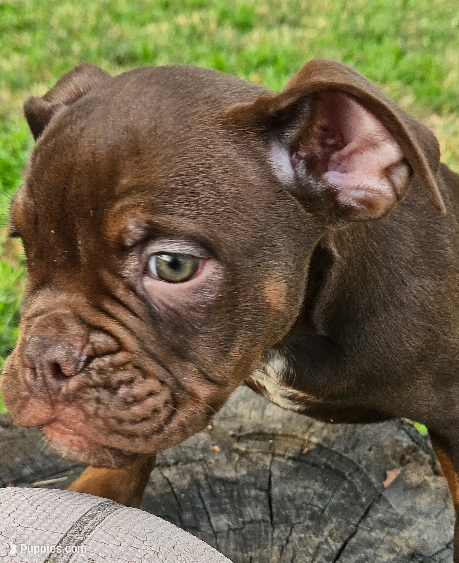 Chocolate male tri ticked, a male Olde English Bulldogge for sale in Bryan, TX – Photo 7 of 10