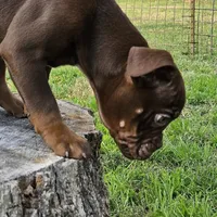 Chocolate male tri ticked, a male Olde English Bulldogge for sale in Bryan, TX – Photo 9 of 10