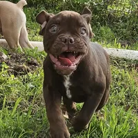 Chocolate male tri ticked, a male Olde English Bulldogge for sale in Bryan, TX – Photo 5 of 10