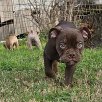 Chocolate male tri ticked, a male Olde English Bulldogge for sale in Bryan, TX – Photo 3 of 10