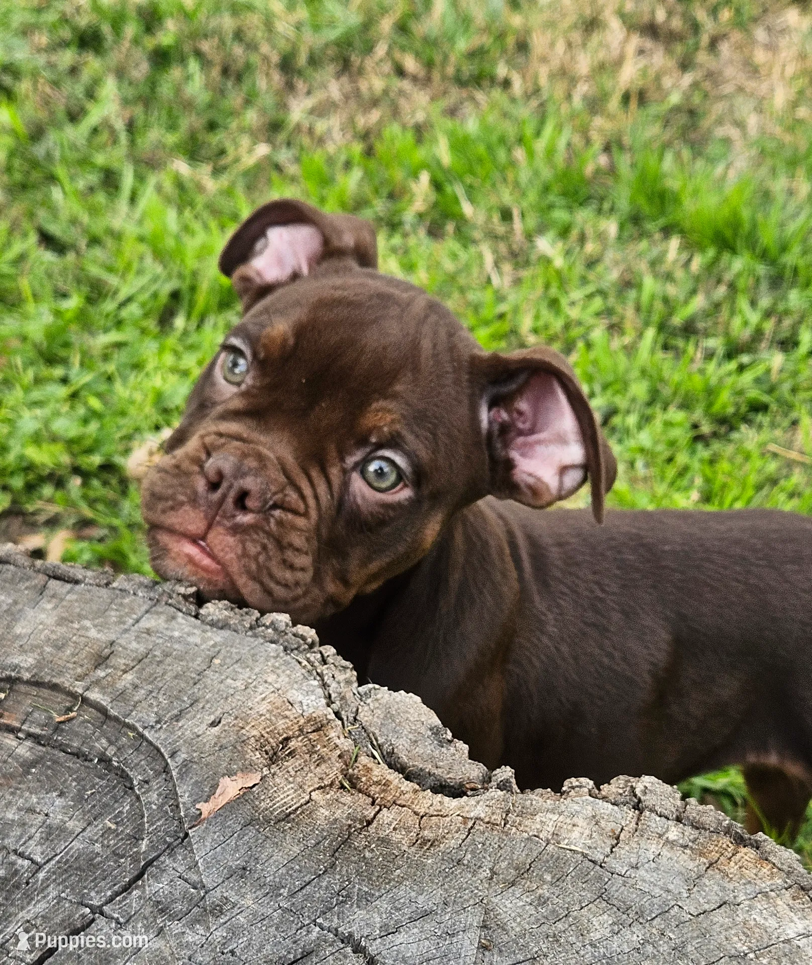 Chocolate male tri ticked