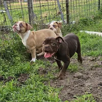 Chocolate male tri ticked, a male Olde English Bulldogge for sale in Bryan, TX – Photo 8 of 10