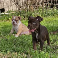 Chocolate male tri ticked, a male Olde English Bulldogge for sale in Bryan, TX – Photo 6 of 10