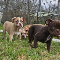 Chocolate male tri ticked, a male Olde English Bulldogge for sale in Bryan, TX – Photo 2 of 10