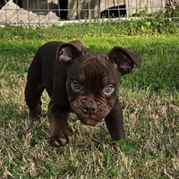 Chocolate male tri ticked, a male Olde English Bulldogge for sale in Bryan, TX – Photo 4 of 10