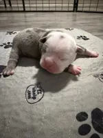 Lolli pups 1, a male Olde English Bulldogge for sale in Bryan, TX – 3 of 8