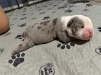 Lolli pups 1, a male Olde English Bulldogge for sale in Bryan, TX – 6 of 8