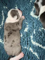 Lolli pup 4, a female Olde English Bulldogge for sale in Bryan, TX – 9 of 10
