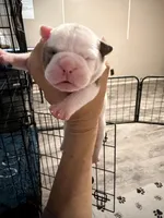 Lolli pup 5, a female Olde English Bulldogge for sale in Bryan, TX – 7 of 10