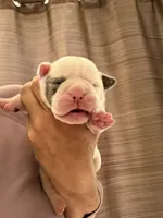 Lolli pup 5, a female Olde English Bulldogge for sale in Bryan, TX – 2 of 10