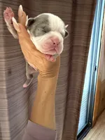 Lolli pup 4, a female Olde English Bulldogge for sale in Bryan, TX – 7 of 10