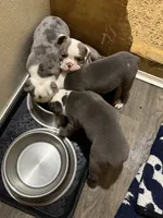 Lolli pup 4, a female Olde English Bulldogge for sale in Bryan, TX – 7 of 7