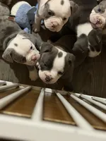 Lolli pup 2, a male Olde English Bulldogge for sale in Bryan, TX – 3 of 10