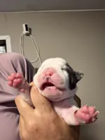 Lolli pup 3, a male Olde English Bulldogge for sale in Bryan, TX – 2 of 8