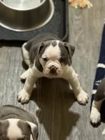 Lolli pup 3, a male Olde English Bulldogge for sale in Bryan, TX – 4 of 10