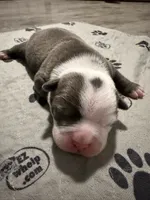 Lolli pup 2, a male Olde English Bulldogge for sale in Bryan, TX – 7 of 8