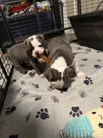 Lolli pup 2, a male Olde English Bulldogge for sale in Bryan, TX – 10 of 10