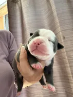 Lolli pup 2, a male Olde English Bulldogge for sale in Bryan, TX – 1 of 8