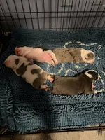 Lolli pup 4, a female Olde English Bulldogge for sale in Bryan, TX – 2 of 10
