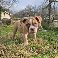 Red and white, a male Olde English Bulldogge for sale in Bryan, TX – Photo 4 of 10