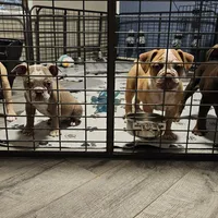 Red and white, a male Olde English Bulldogge for sale in Bryan, TX – Photo 2 of 10