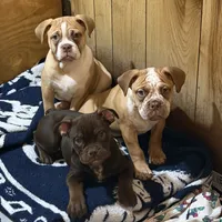 Red and white, a male Olde English Bulldogge for sale in Bryan, TX – Photo 10 of 10