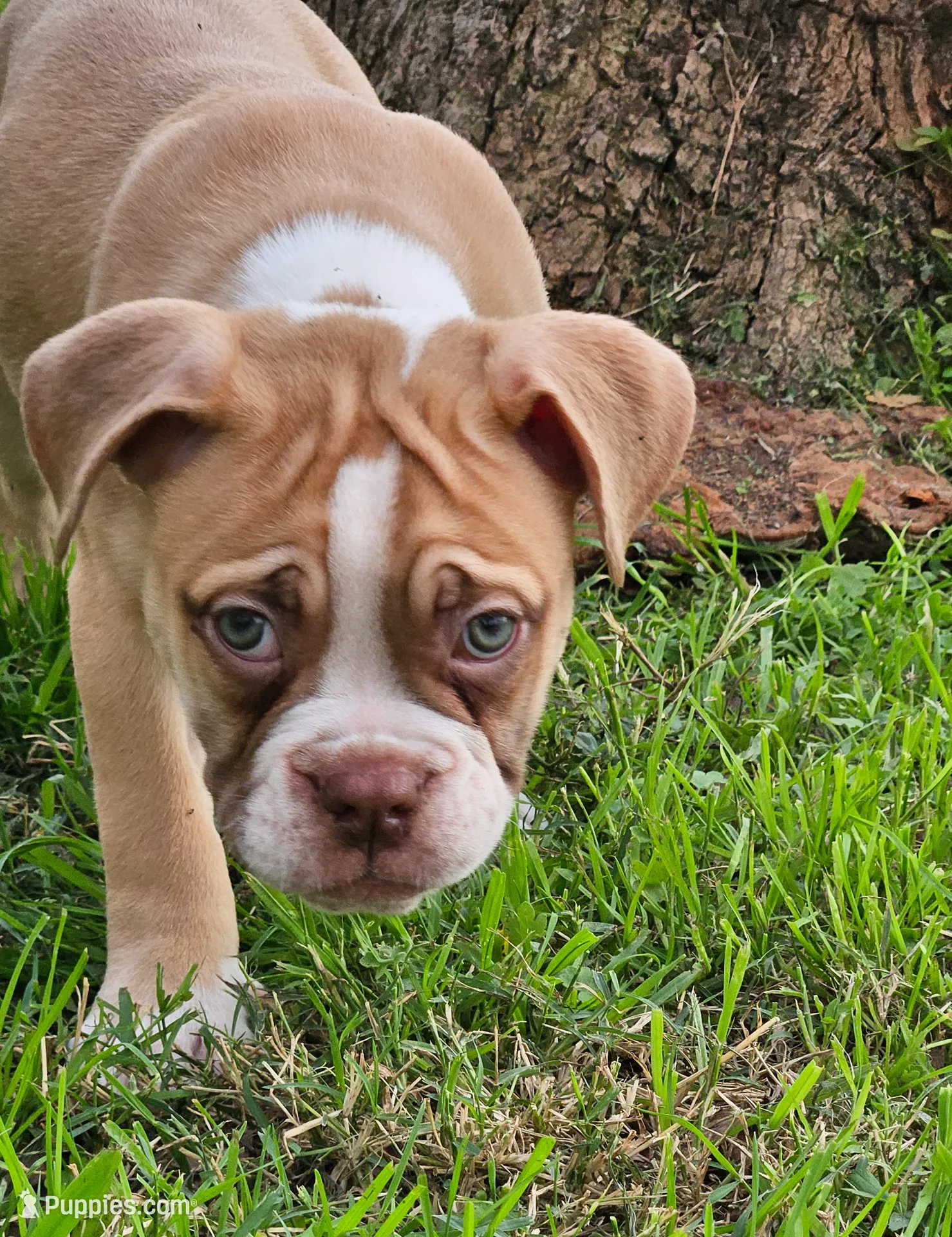 Red and white, a male Olde English Bulldogge for sale in Bryan, TX – Photo 5 of 10