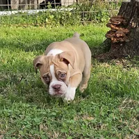 Red and white, a male Olde English Bulldogge for sale in Bryan, TX – Photo 7 of 10