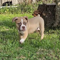 Red and white, a male Olde English Bulldogge for sale in Bryan, TX – Photo 6 of 10