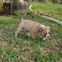 Red and white, a male Olde English Bulldogge for sale in Bryan, TX – Photo 9 of 10