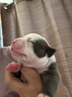 Lolli pup 2, a male Olde English Bulldogge for sale in Bryan, TX – 2 of 8
