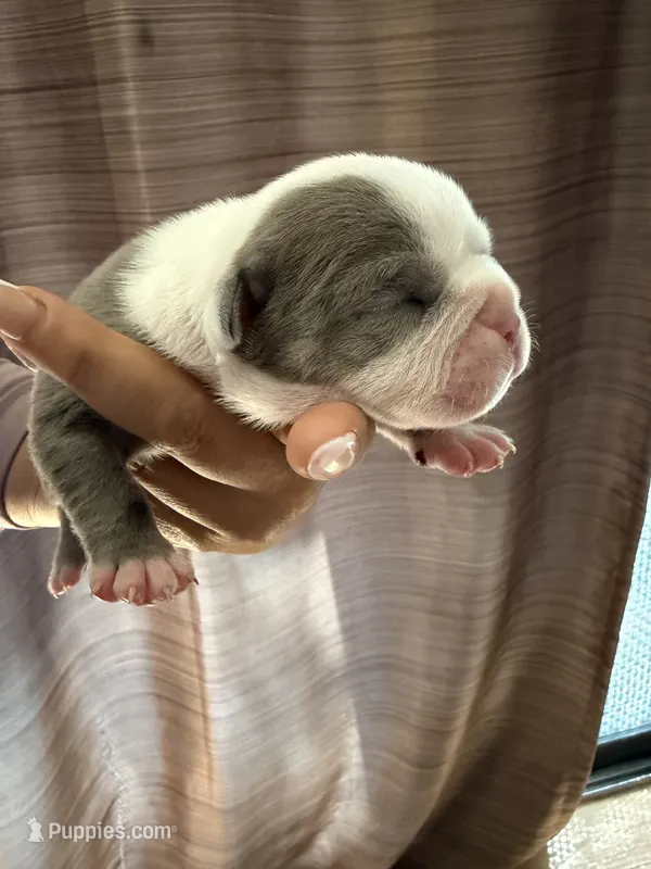 Lolli pup 7, a female Olde English Bulldogge for sale in Bryan, TX – 1 of 8