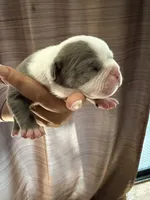 Lolli pup 7, a female Olde English Bulldogge for sale in Bryan, TX – 1 of 8