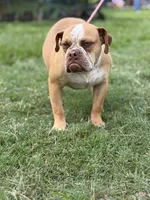 Red ticked, a male Olde English Bulldogge for sale in Bryan, TX – 8 of 10