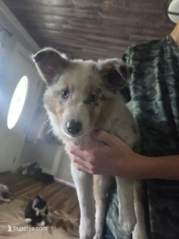 Sophie  – Shetland Sheepdog puppy for sale in Hardin, KY