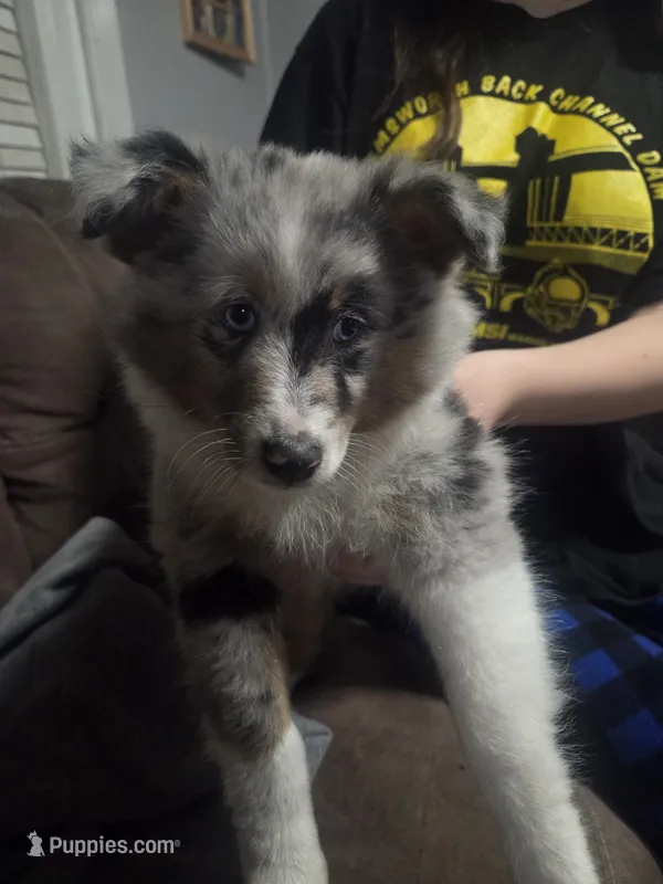 Sissy – Shetland Sheepdog puppy for sale in Hardin, KY
