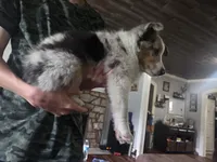 Sophie , a female Shetland Sheepdog for sale in Hardin, KY – 2 of 2
