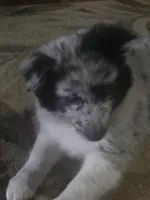 Puddles, a male Shetland Sheepdog for sale in Hardin, KY – 1 of 2