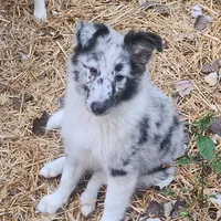 Bubbles, a male Shetland Sheepdog for sale in Benton, KY – Photo 1 of 3